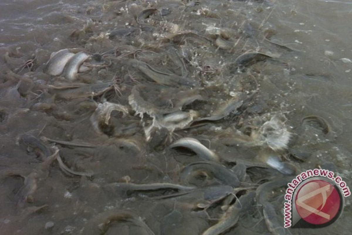 Ratusan Ikan di Balai Benih Pangkalpinang Mati