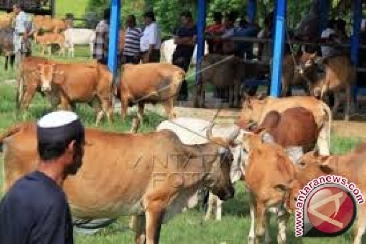 Pasar Hewan Jelang Lebaran Di Sigi  Ramai 