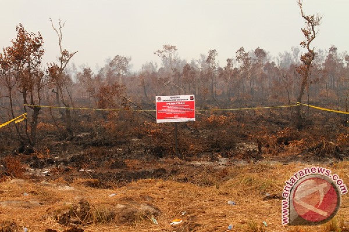 Tanpa tebang pilih menjerat pembakar lahan