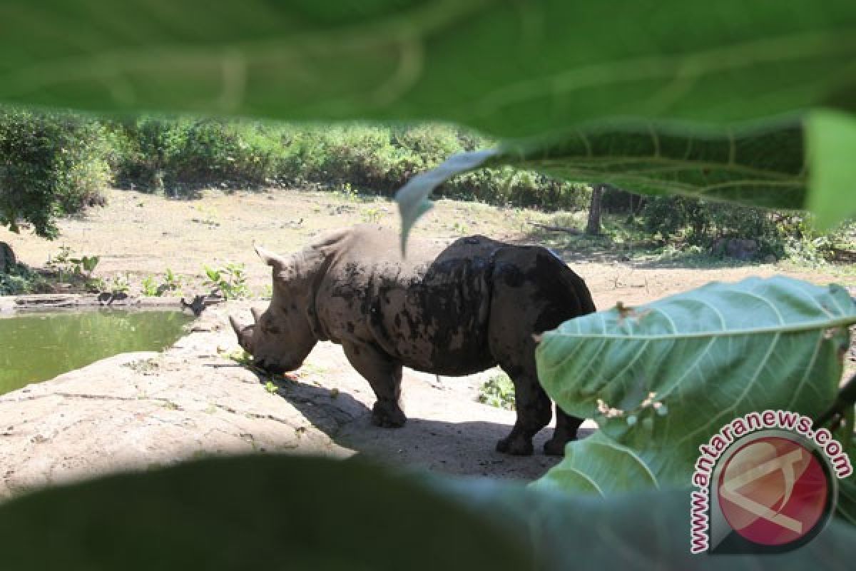 Seorang perempuan ditangkap membawa 20 kilogram cula badak