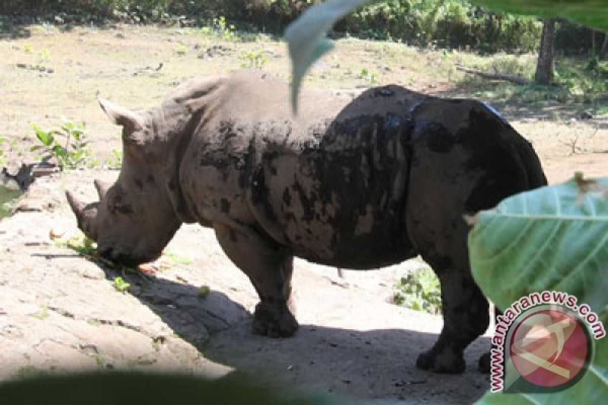 Badak putih langka lahir di kebun binatang Israel