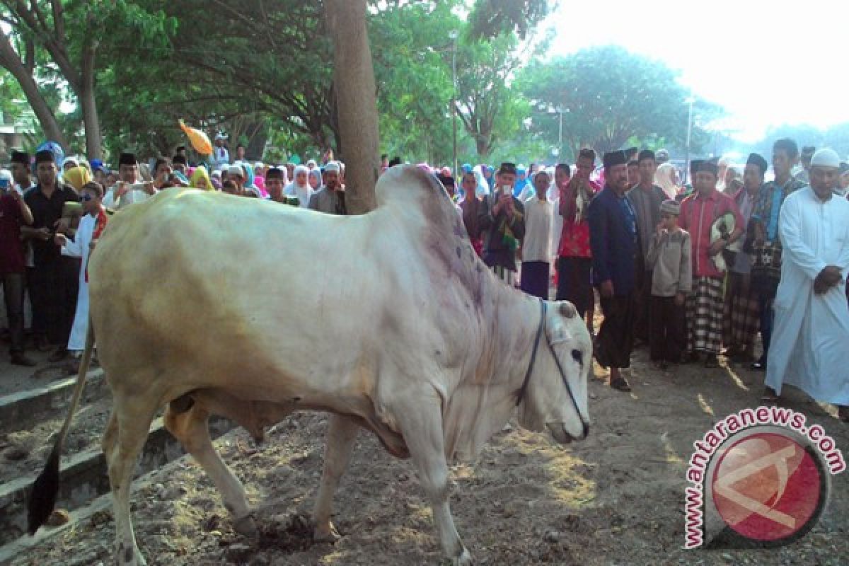 Permintaan Hewan Kurban Di Palu Meningkat 