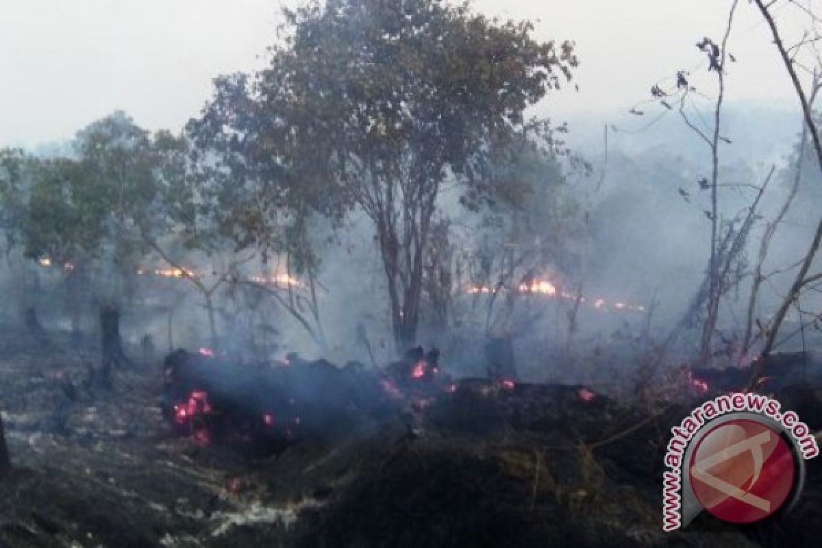 Lahan Pusat Reintroduksi Orangutan Kalimantan Timur Terbakar