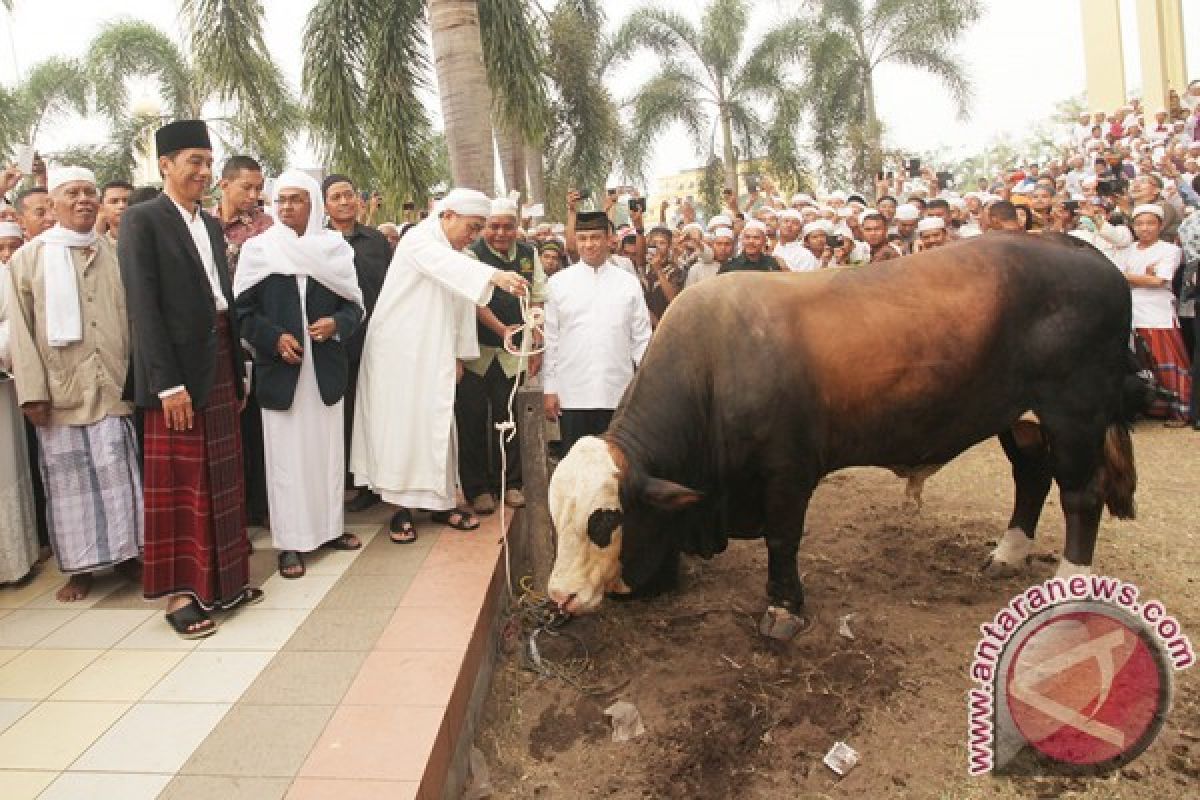 Presiden Serahkan Sapi Kurban Di Martapura 