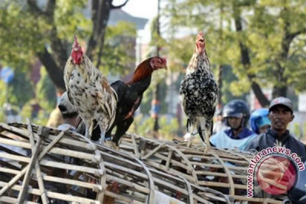 Harga daging ayam kampung di Ambon Rp120.000/ekor