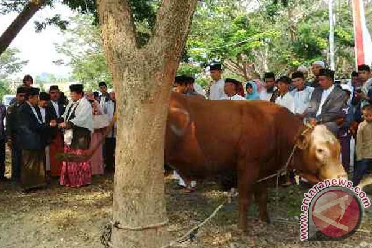 Gubernur serahkan sapi Jokowi ke PHBI Sulbar 
