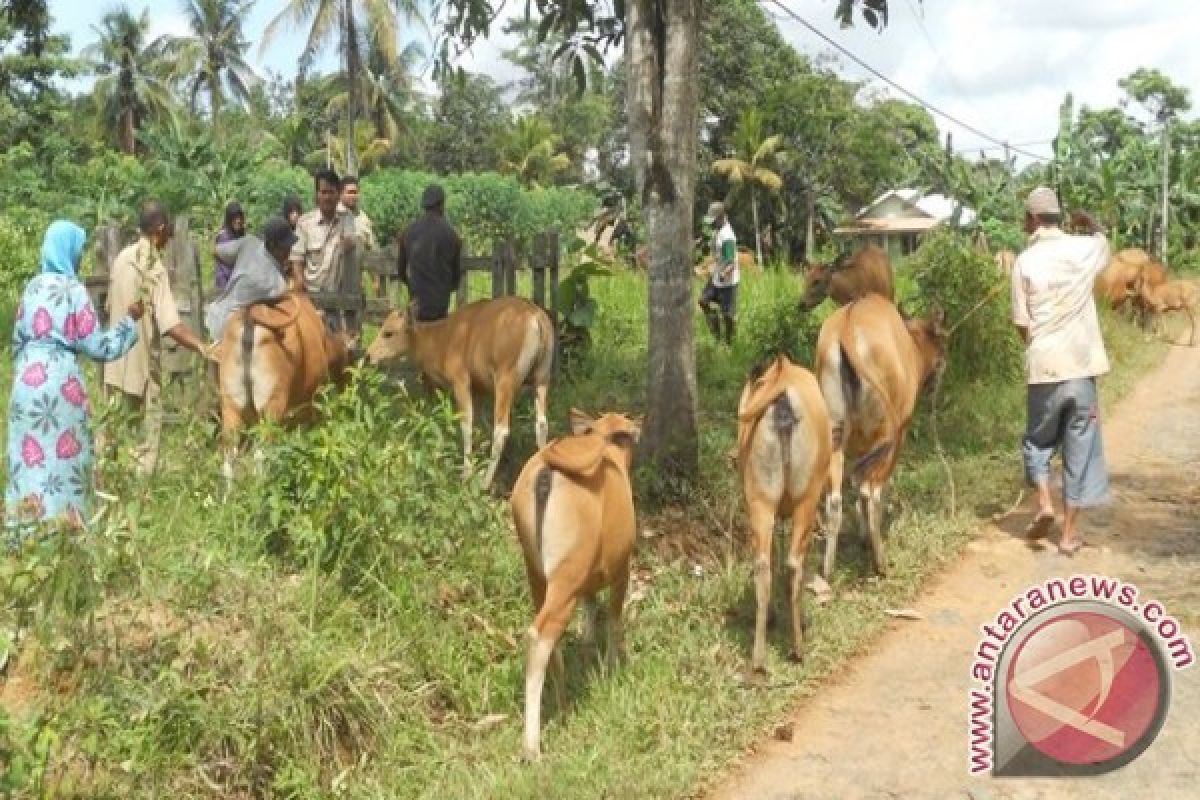 Tabalong Continues Cow-Oil Palm Program