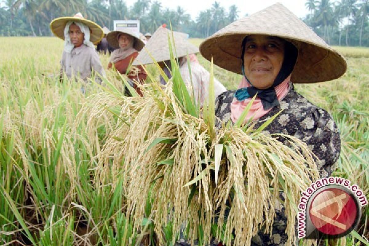 Bulog Dorong Kelompok Tani Jadi Mitra