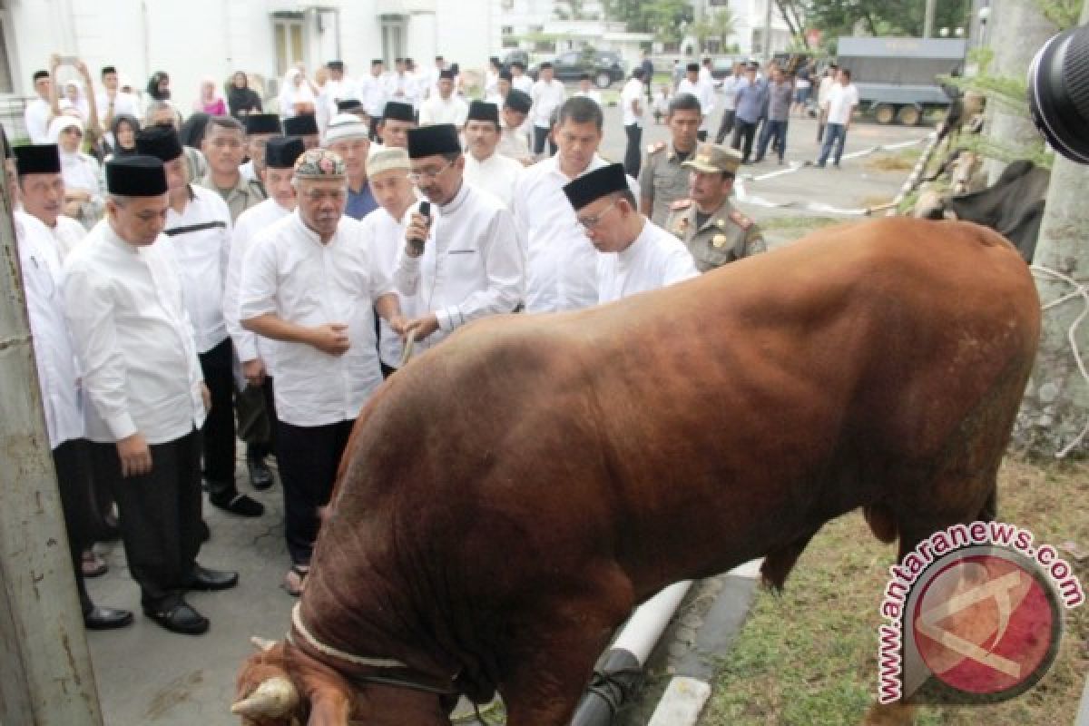 Presiden Sumbang Sapi Kurban