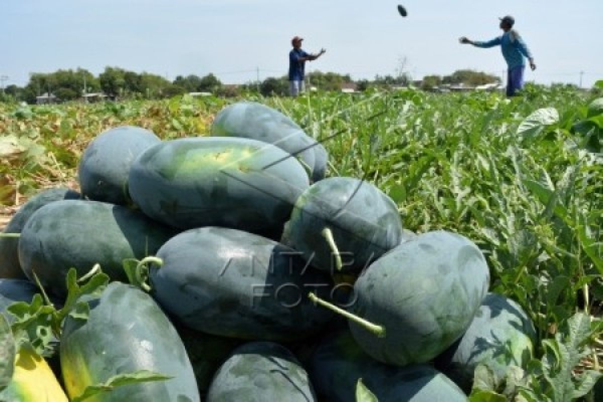 Petani Semangka Buleleng Terkendala Pemasaran