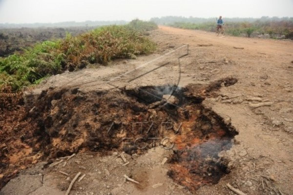 Pemerintah Undang Investor Bantu Restorasi Gambut