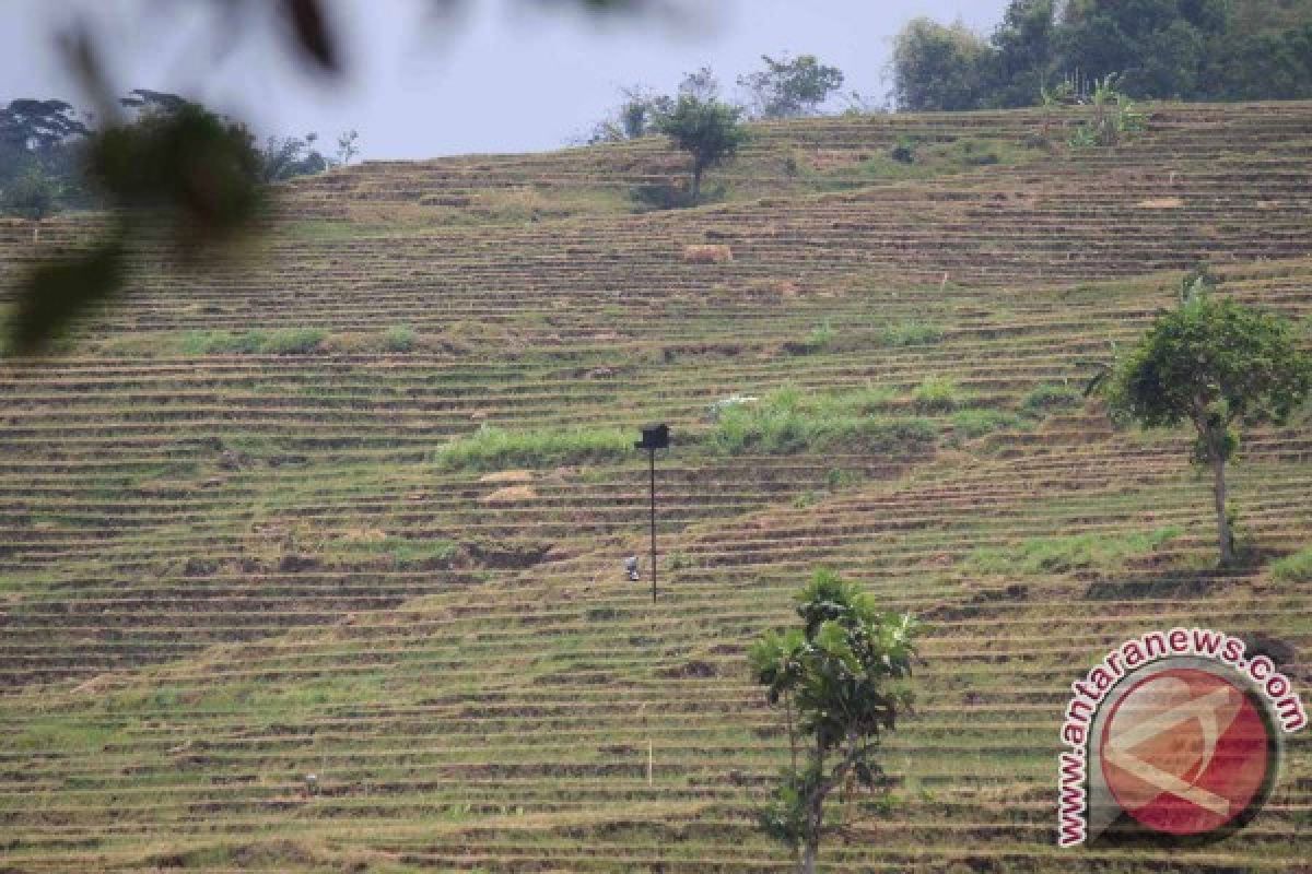 Petani Pelihara Burung Hantu Pembasmi Hama Tikus