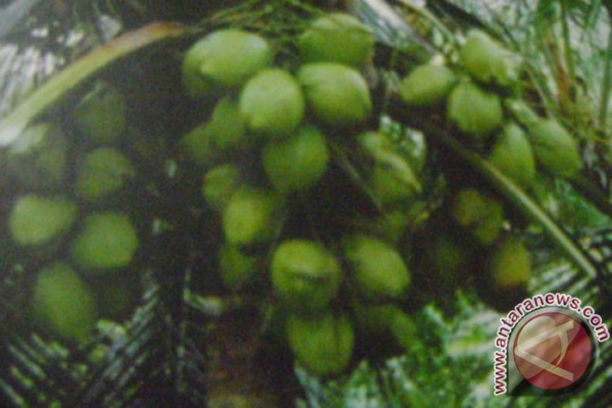 Advertorial - Adaro Dukung Pengembangan Kelapa Salak Di Tabalong 