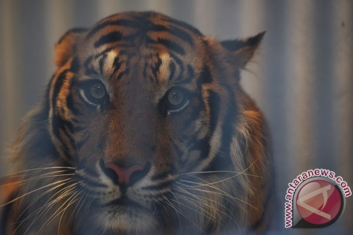 Earth Wire -- Poaching rate of Sumatran tiger remains alarming