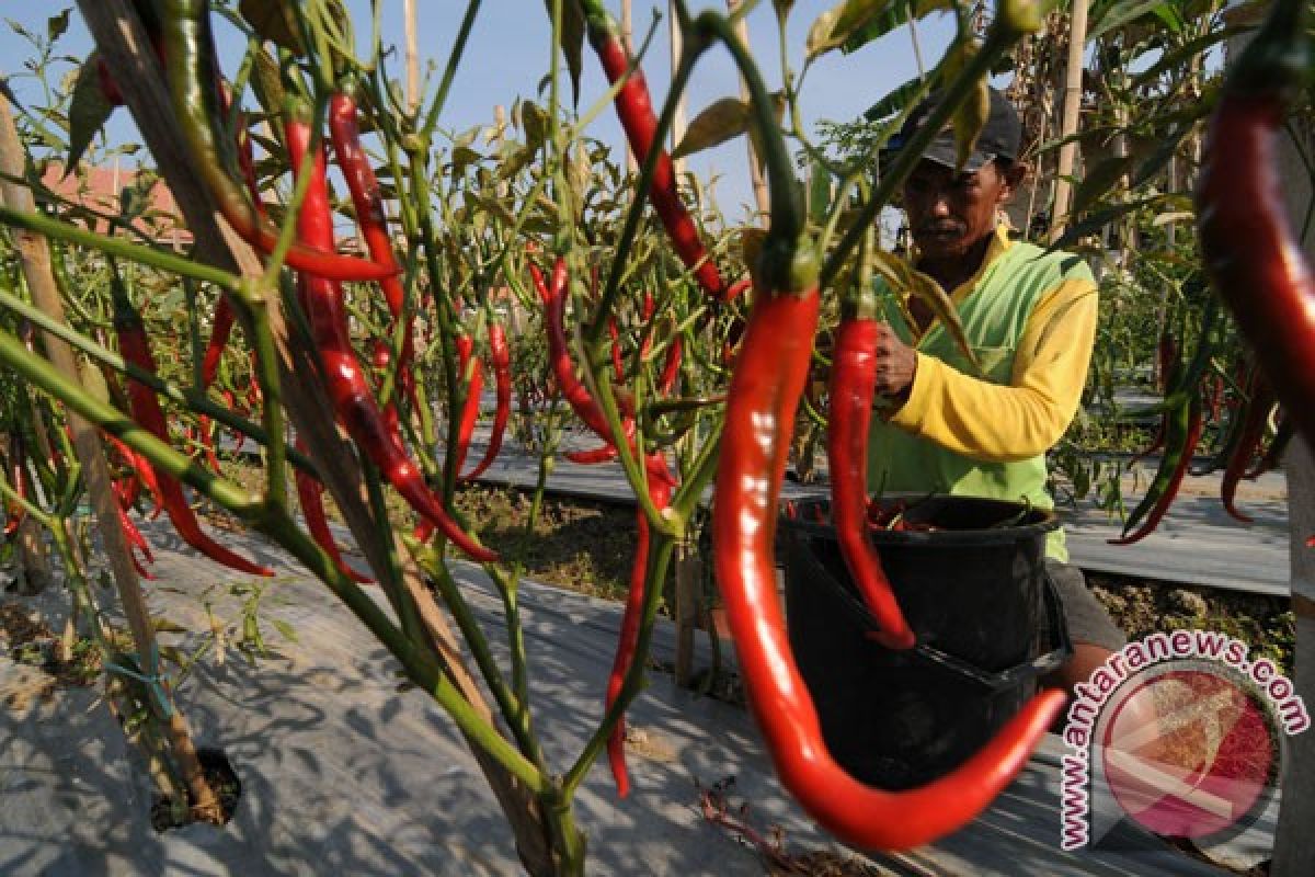 Petani lereng Merapi buang hasil panen cabai