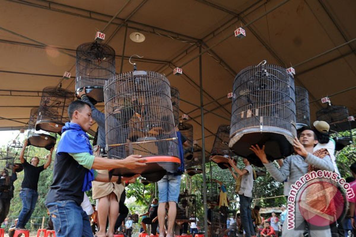 Harga burung juara berkicau bisa capai Rp600-700 juta