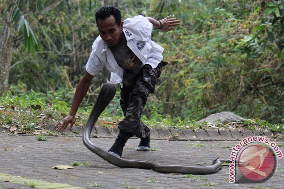 Pria LA dituduh selundupkan raja kobra dalam kaleng keripik kentang