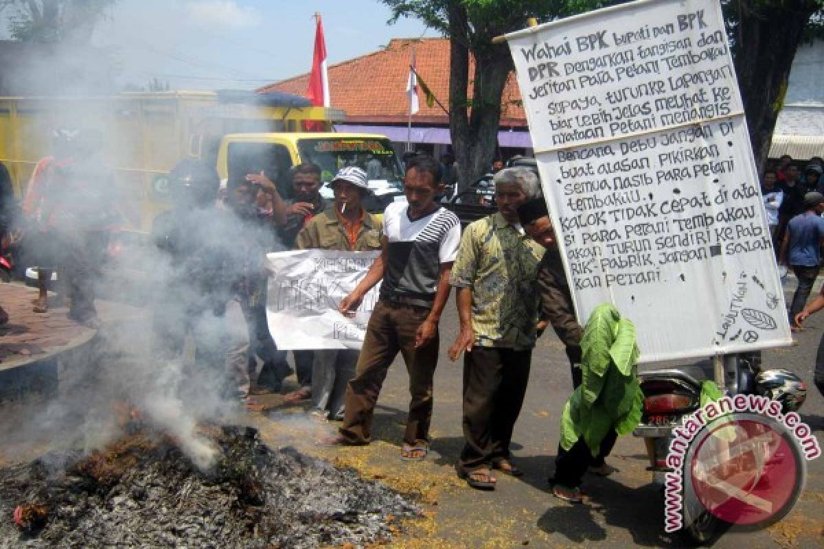 Disperindag Jember Minta Pabrikan Beli Tembakau Petani