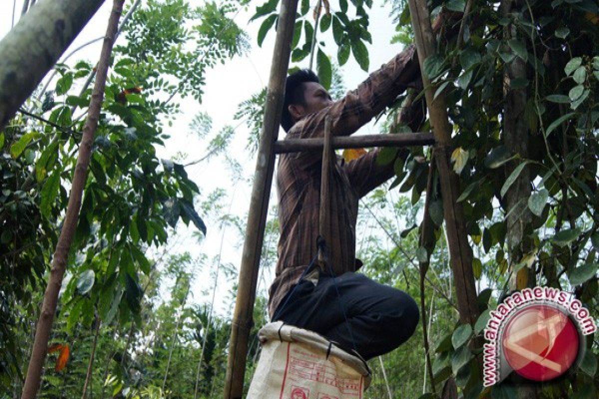 Harga Komoditas Unggulan Di Bandarlampung Turun 