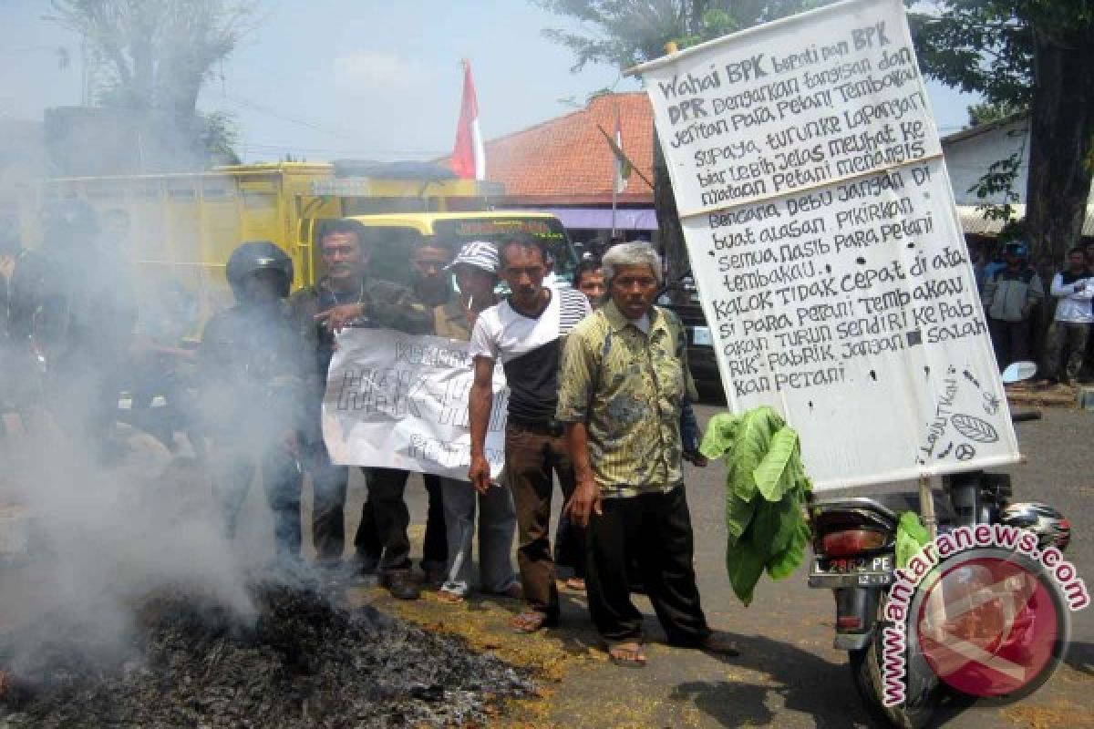 Petani Jember Demo Bakar Daun Tembakau