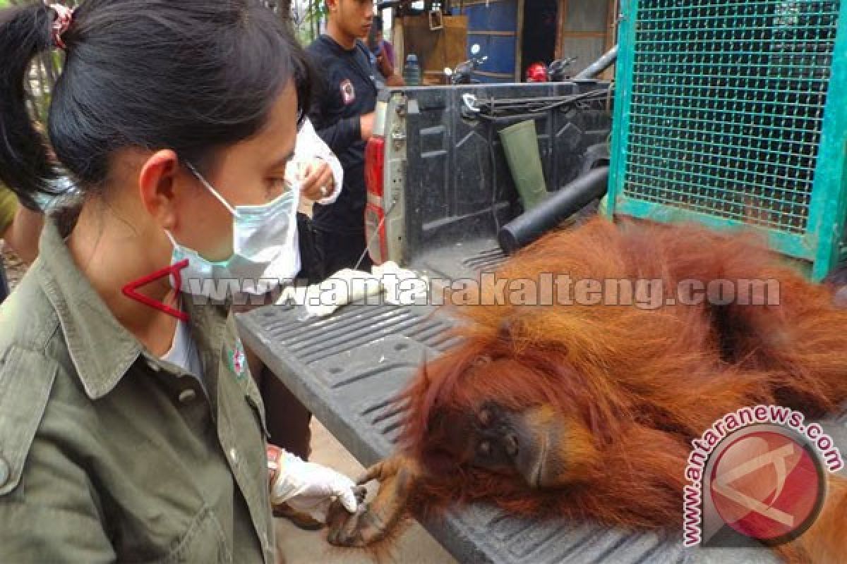 1 Individu Orangutan Dievakuasi Akibat Kebakaran Lahan 