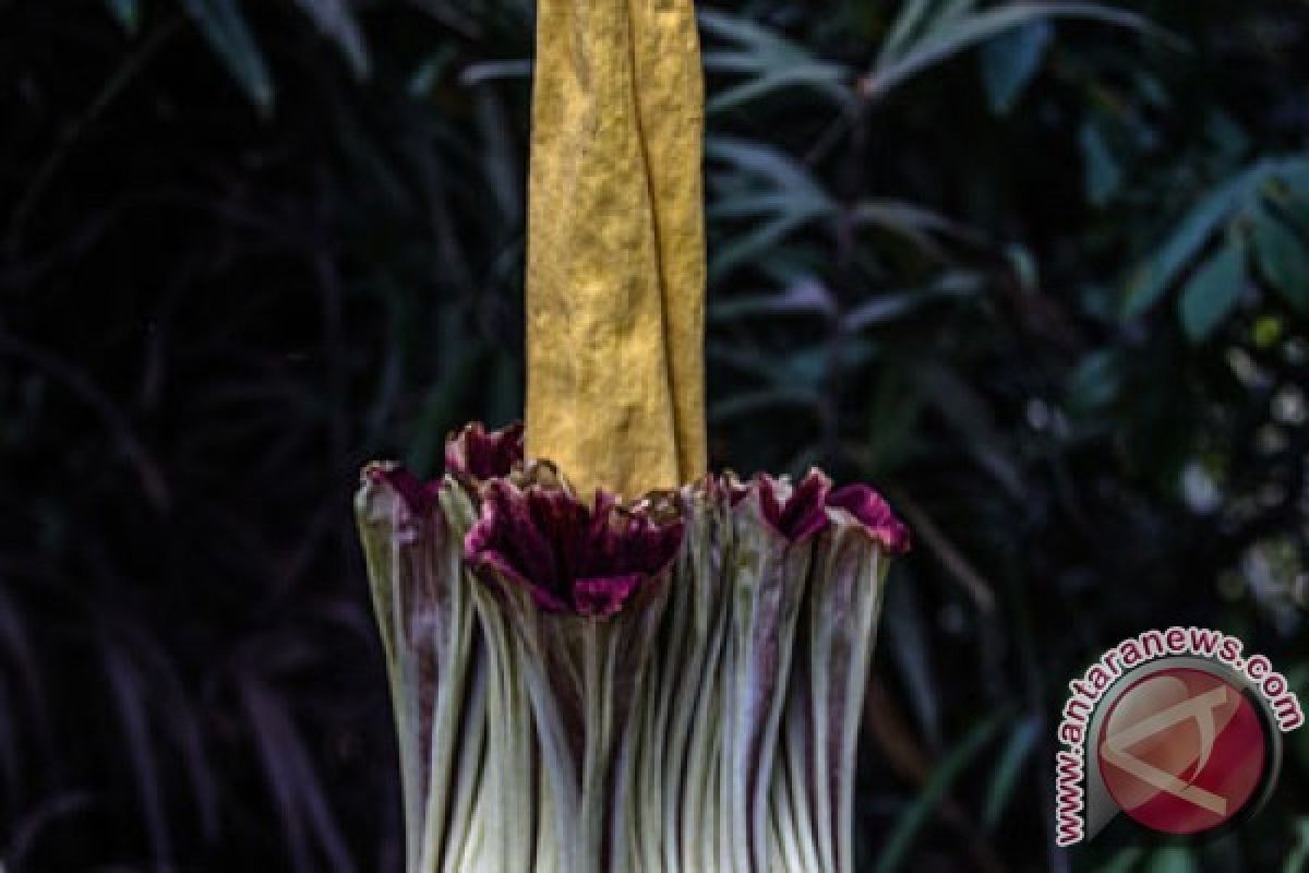 Bunga bangkai dalam pot Kebun Raya Bogor siap mekar