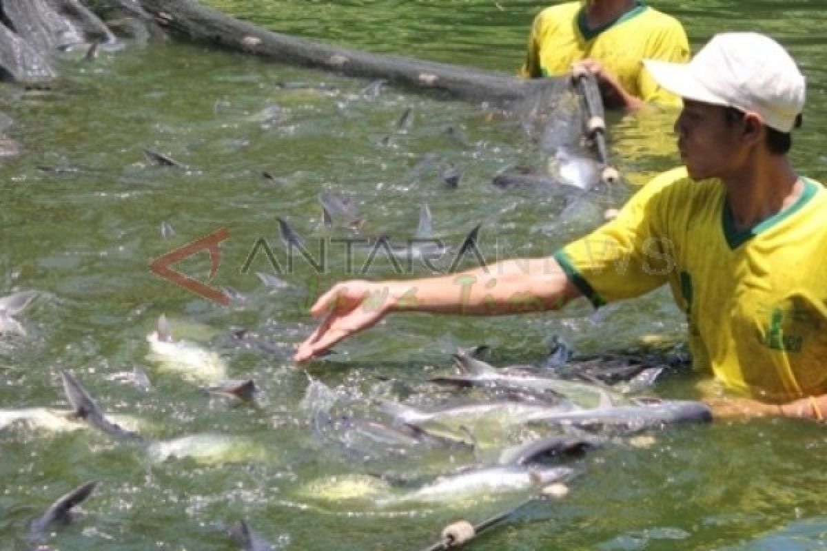 Produksi Perikanan Budidaya di Banjarnegara Terus Ditingkatkan