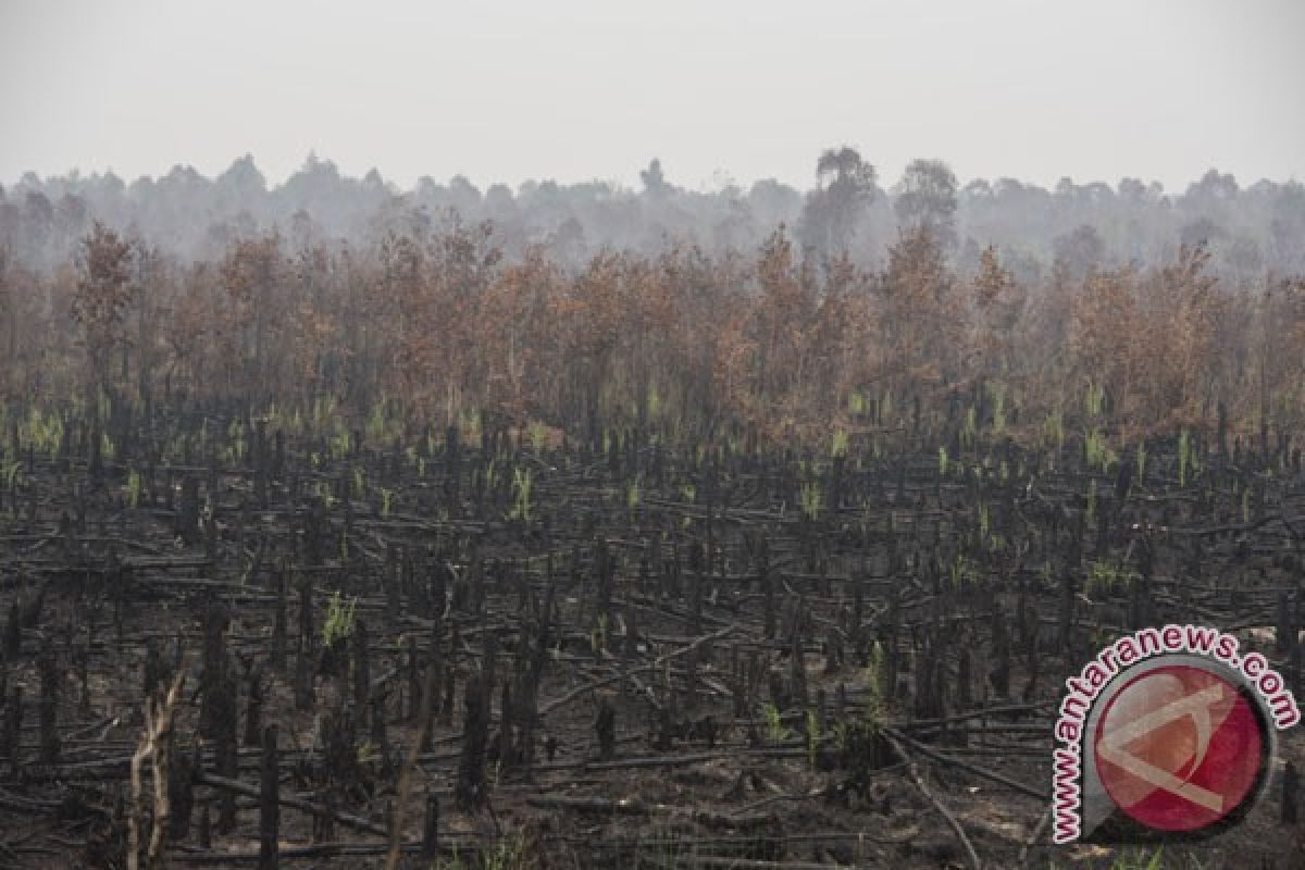 Bencana Asap - 238 kasus pembakaran hutan dan lahan diusut polisi