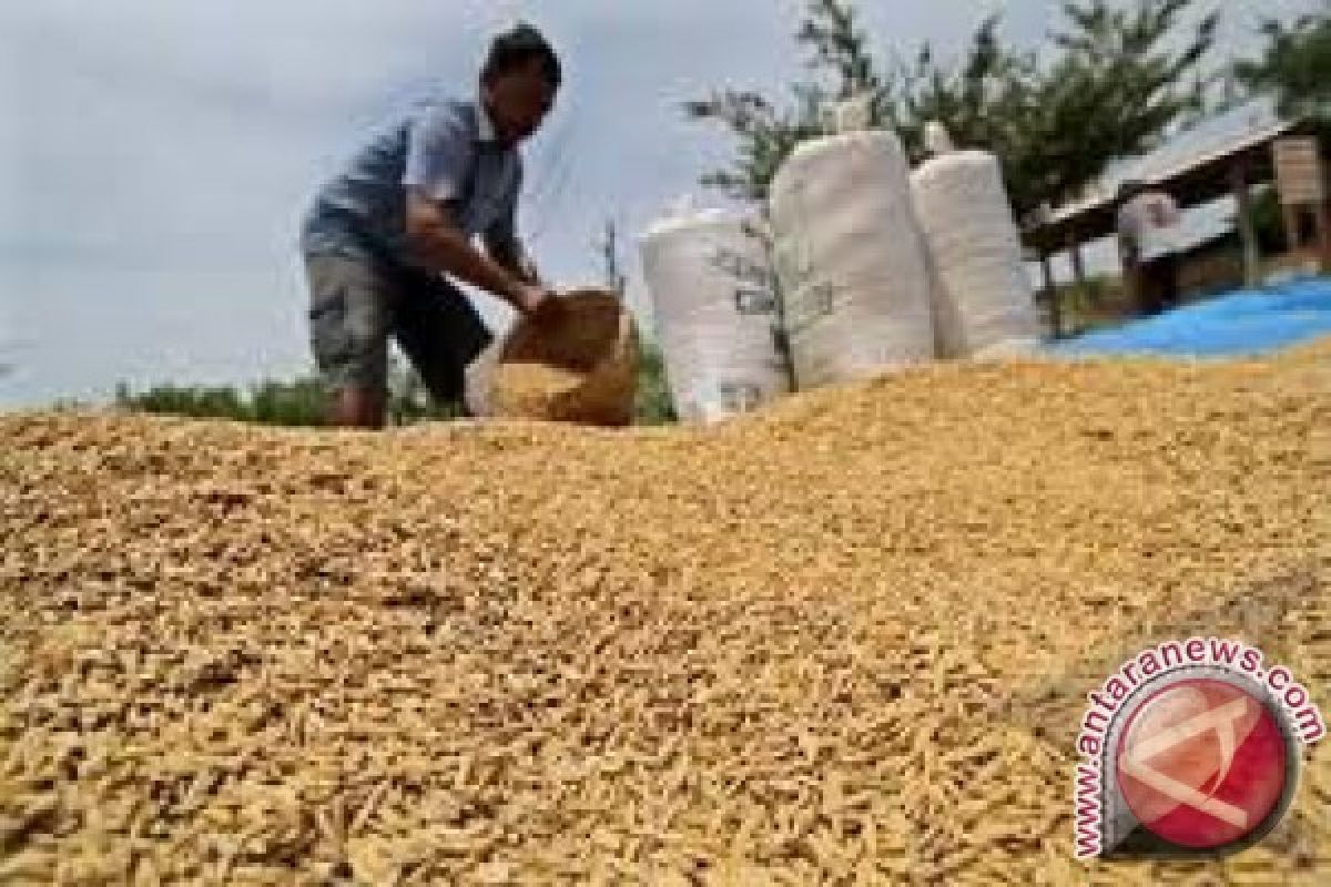 Harga Gabah Di Banten Menggembirakan Petani