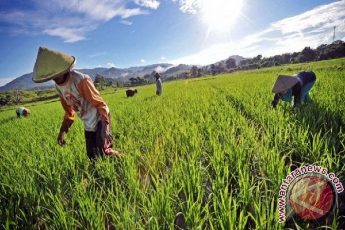 BPS: beras penyumbang inflasi di NTB