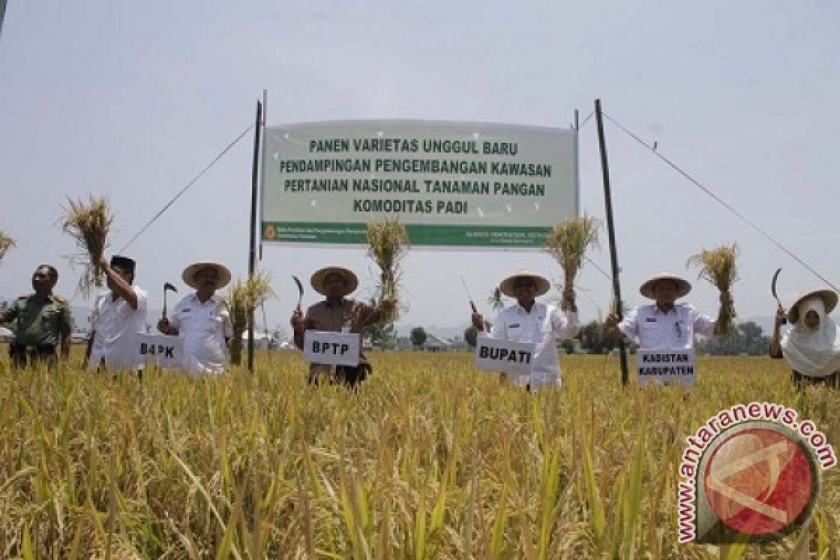 Nurdin Mokoginta: Musim Kemarau Tidak Halangi Panen Petani 