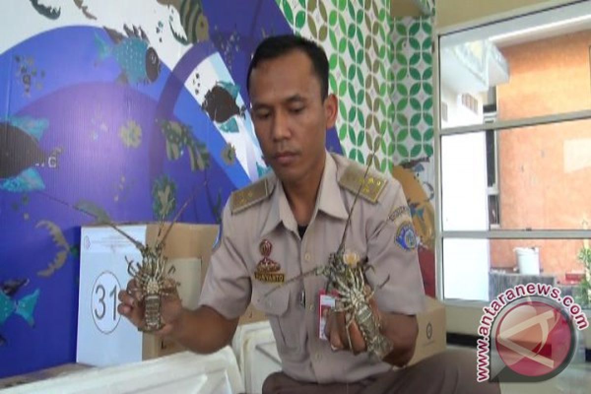 Petugas Karantina Ikan Yogyakarta lepas liarkan lobster 