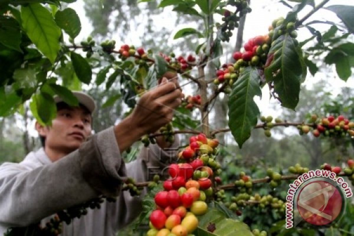 Distan: rehabilitasi tanaman kopi dari berbagai sumber