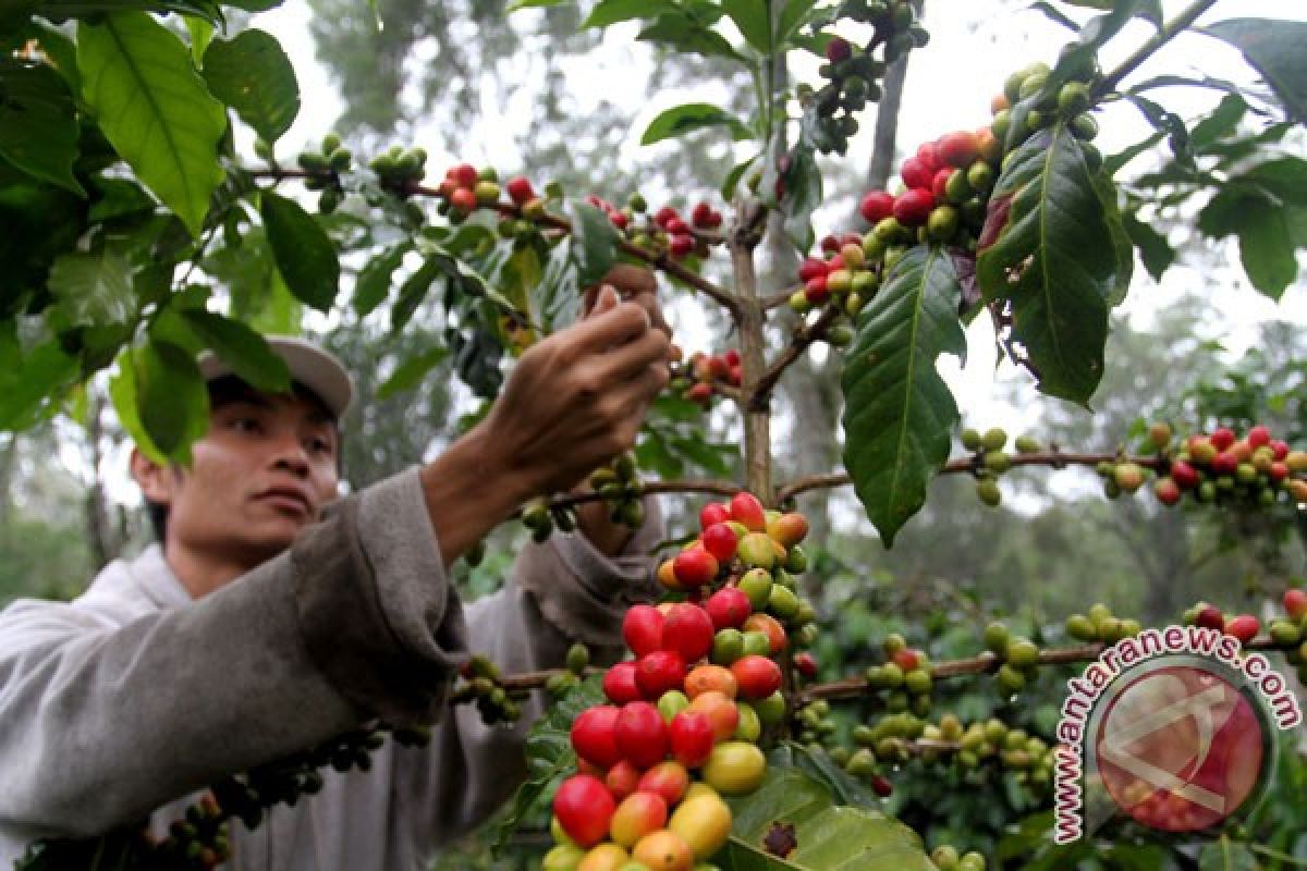 Indonesian ministry to intensify coffee plantation