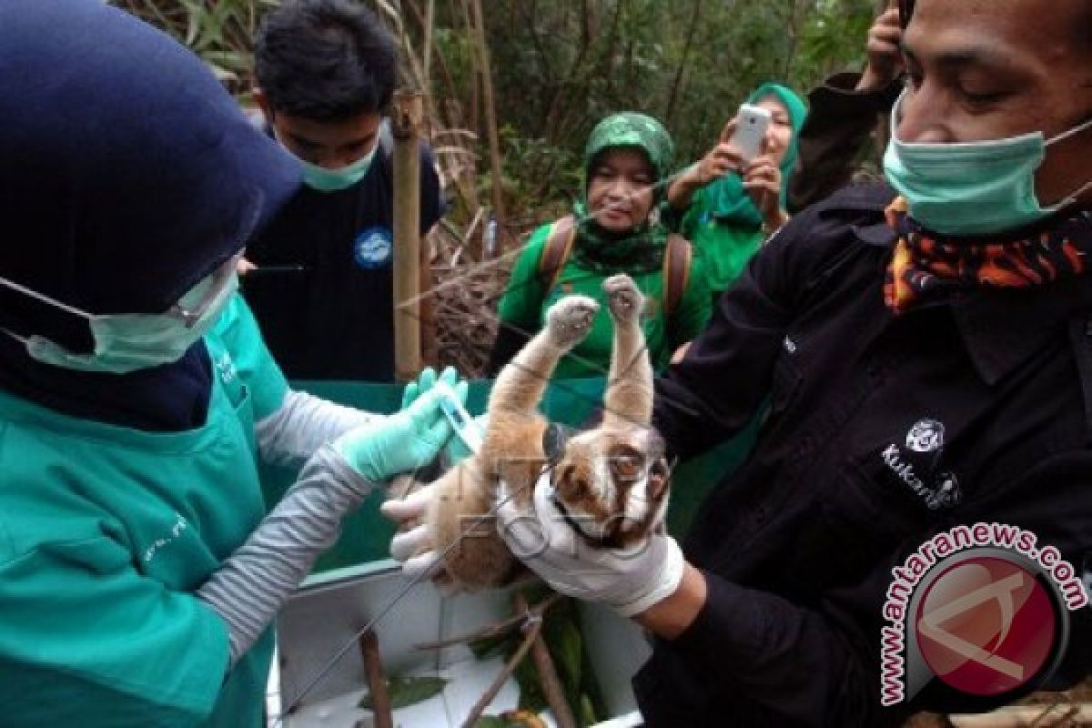 27 Kukang Korban Perdagangan Jalani Rehabilitasi