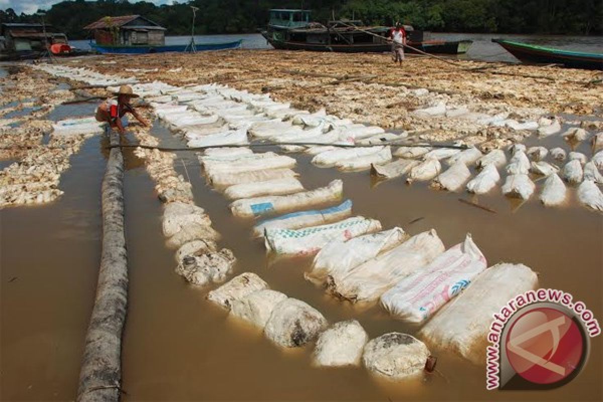 Harga Karet Barito Utara Anjlok