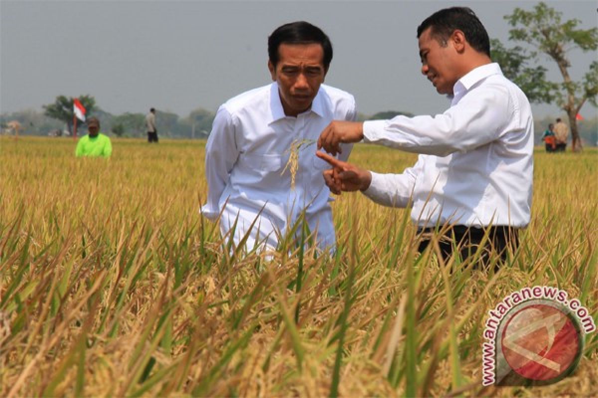 Despite El Nino, paddy harvests take place any time: President Jokowi