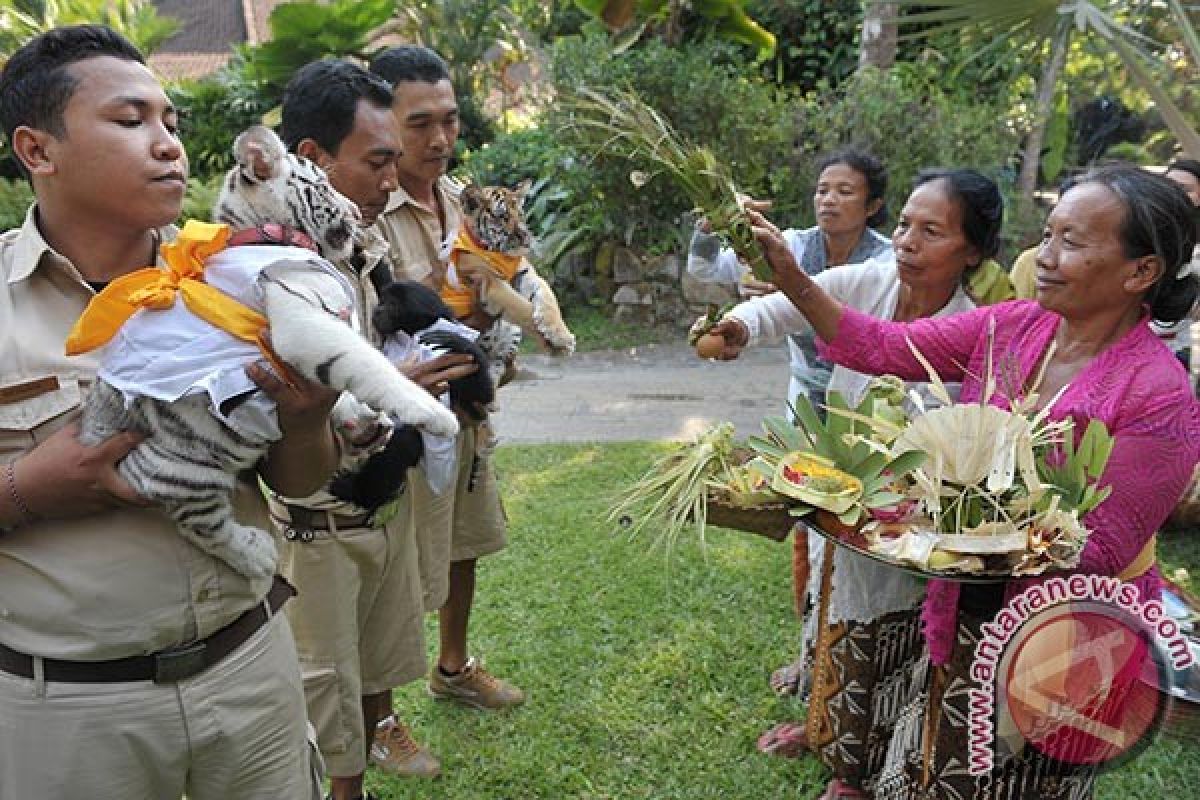 Umat Hindu Gelar Tumpek Kandang Memuliakan Hewan