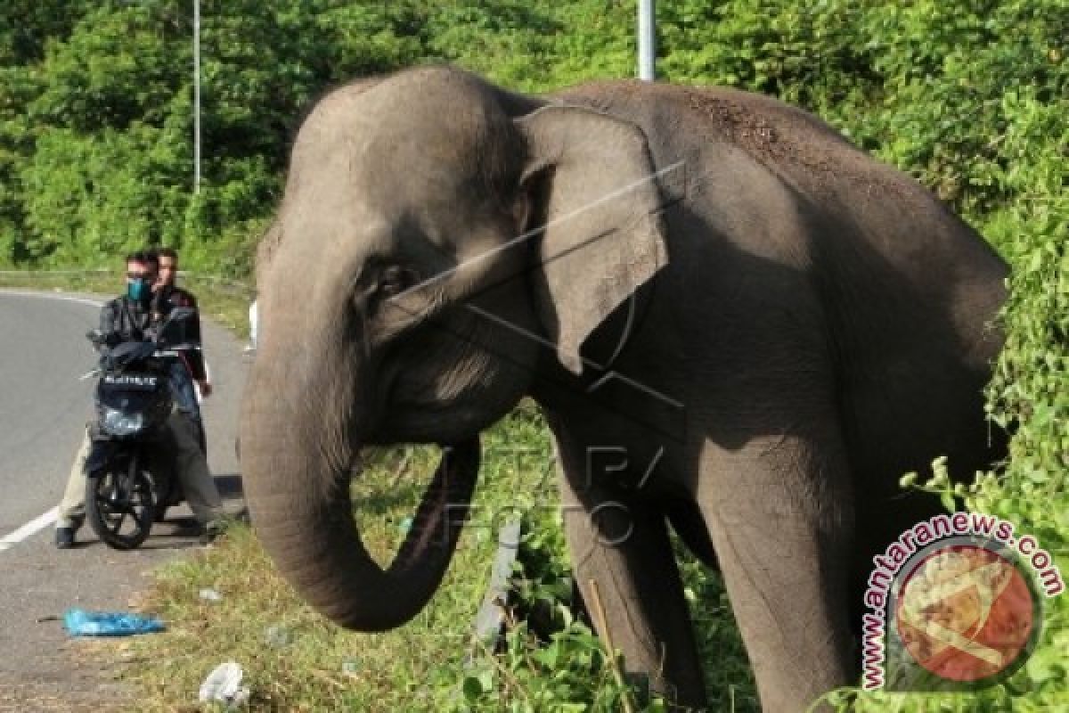 Kawanan gajah rusak kebun warga di Subulussalam