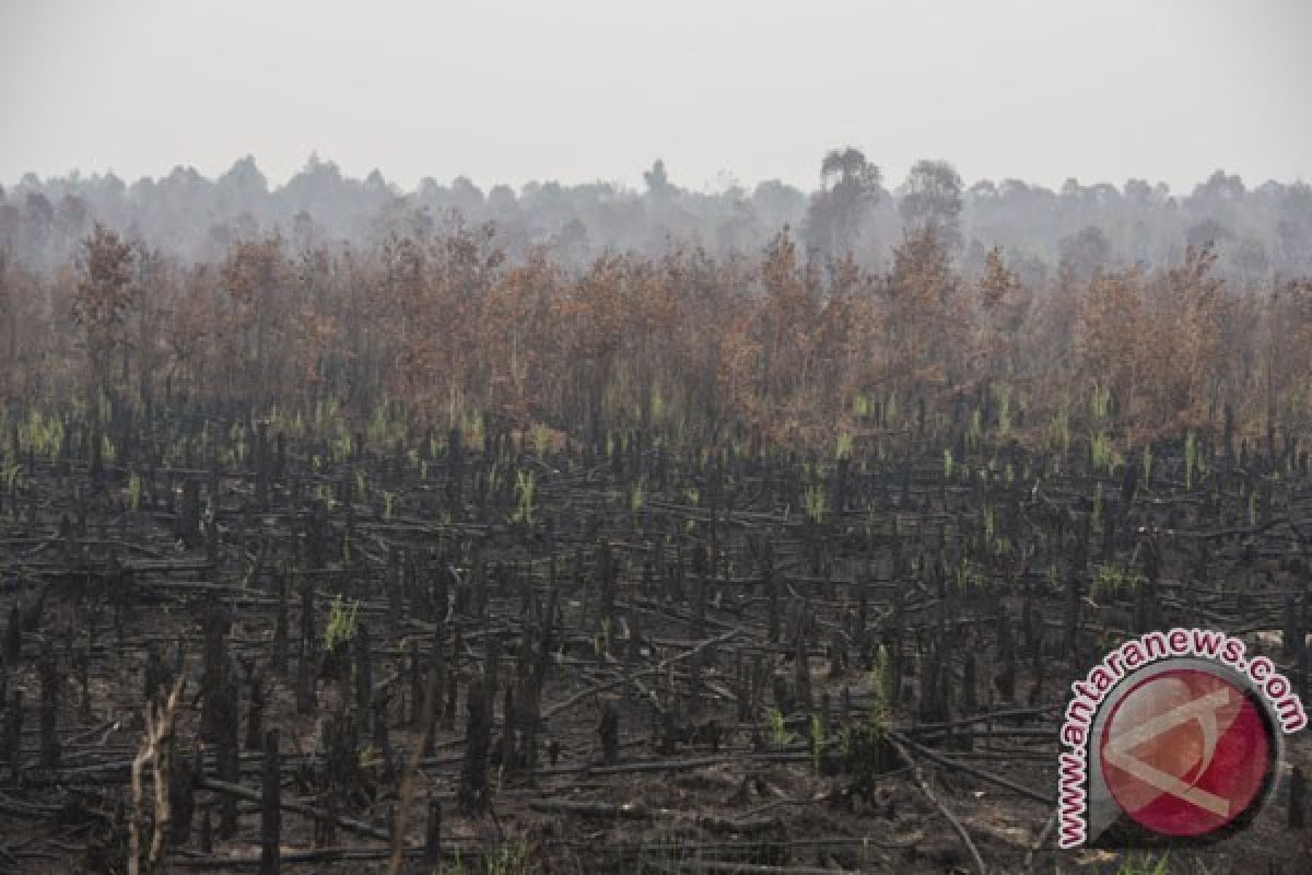 Benaca Asap - 238 Kasus Pembakaran Hutan dan Lahan Diusut Polisi