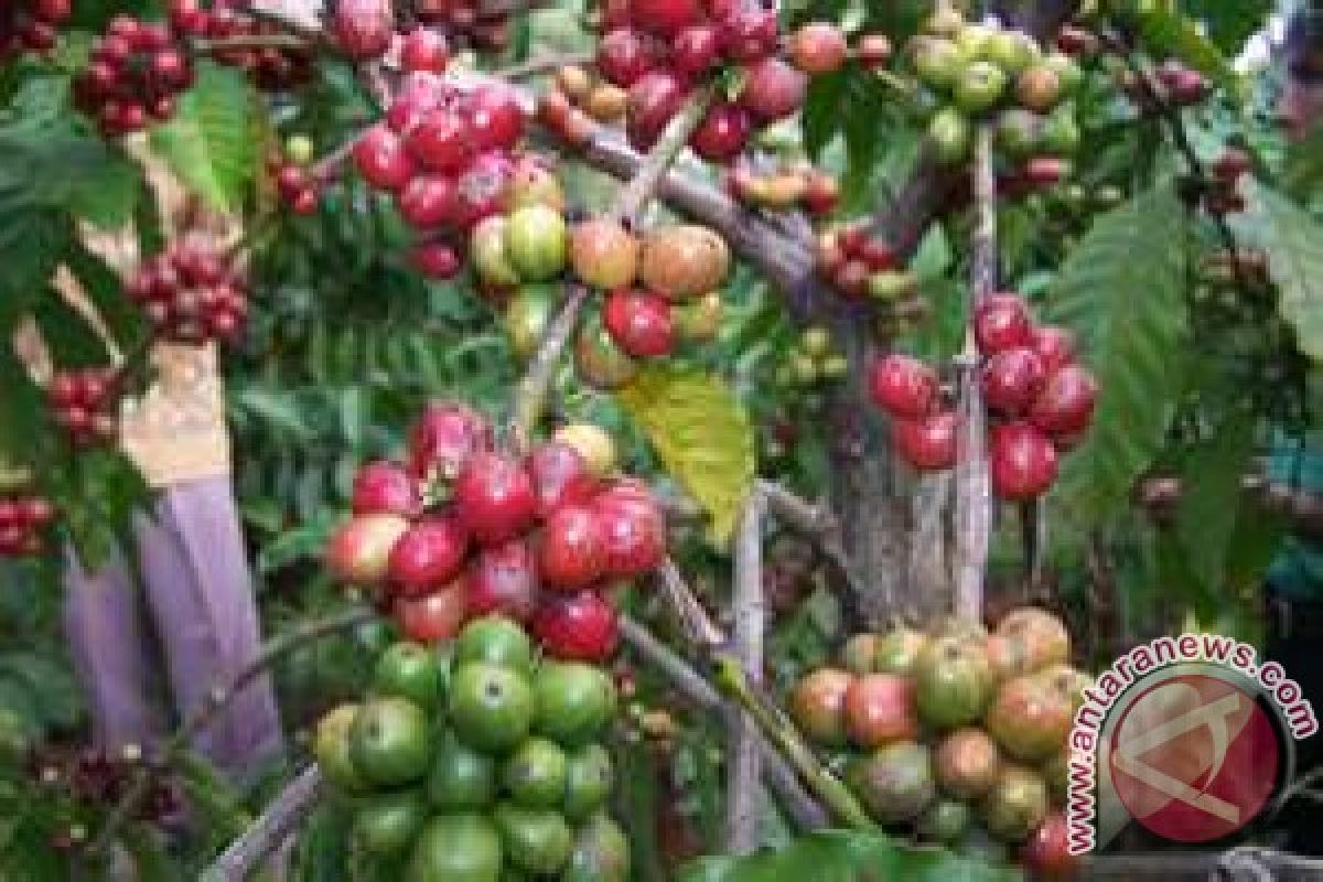 Petani Angkola julu Budidayakan Kopi Ateng