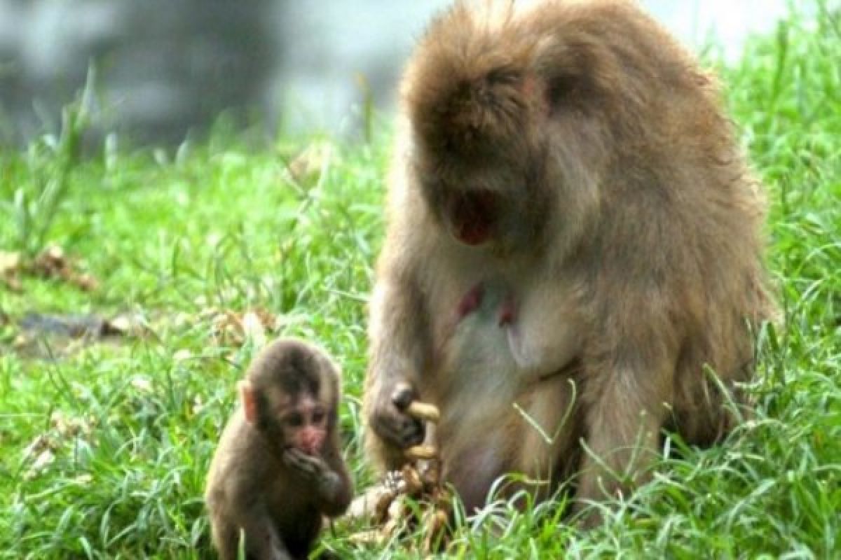 Kera ekor panjang serang lahan pertanian Nglanggeran 