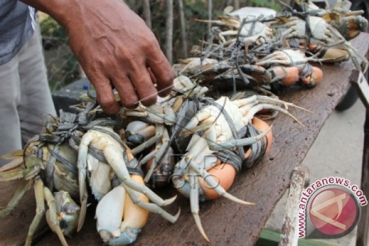 Kepiting Bakau Ekspor