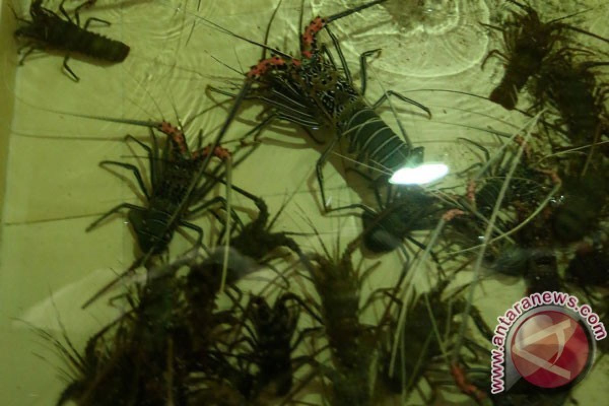 DKP minta nelayan Yogyakarta menjaga kelestarian lobster 