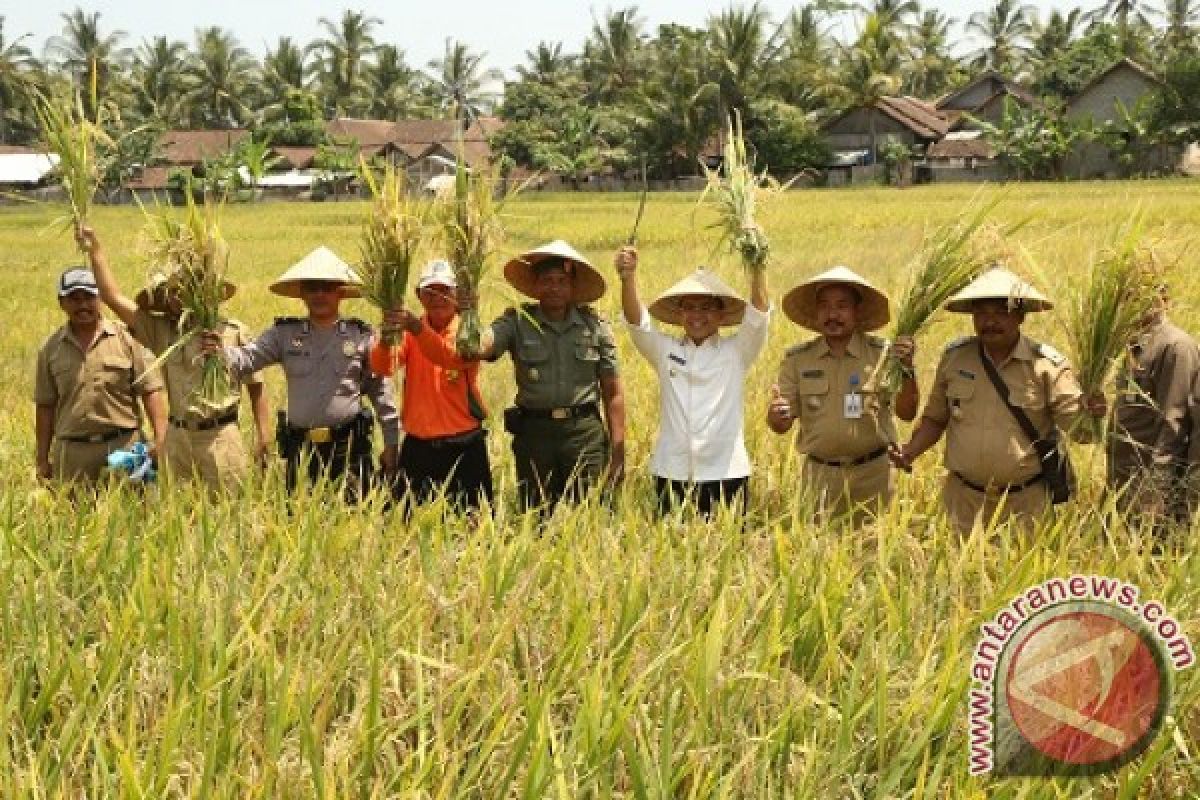 Bupati Banyuwangi Panen Raya Padi Hibrida