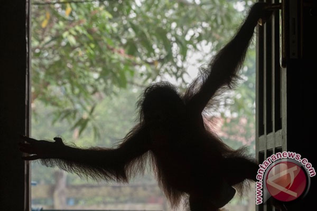 Kebakaran hutan ancam habitat satwa