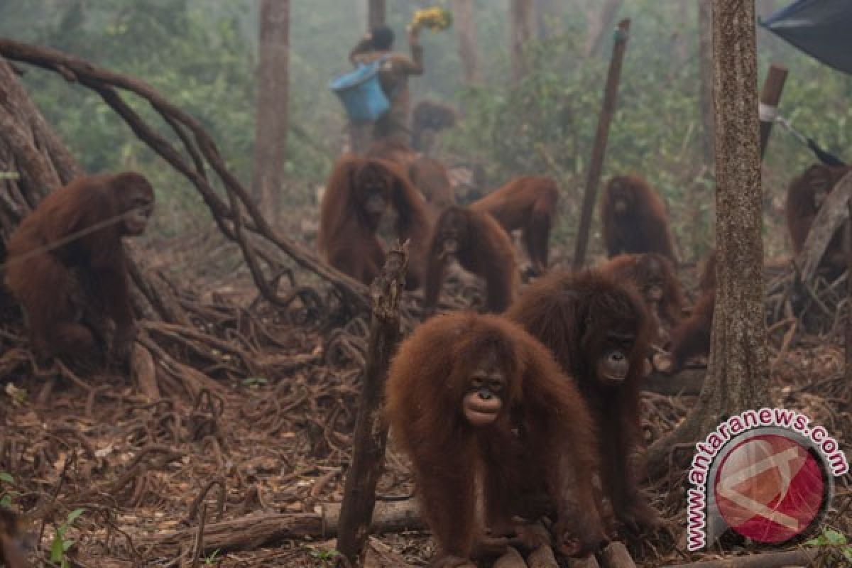 CIFOR: kabut asap adalah tragedi bukan bencana