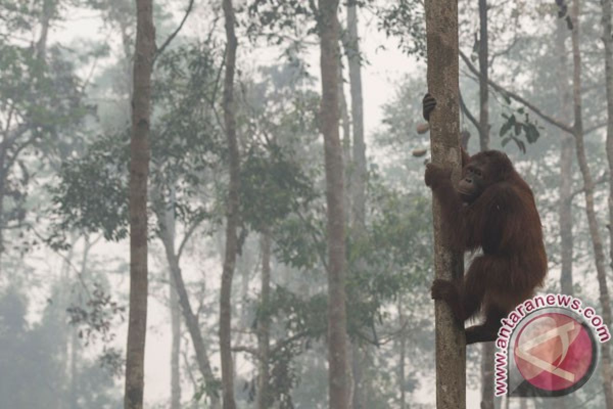 Pemerintah diminta sediakan habitat alami orangutan