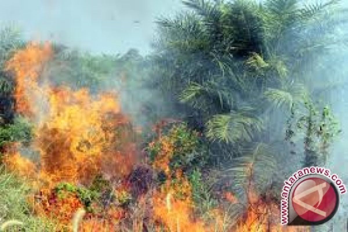 Puluhan Hektar Kebun Warga Donggala Terbakar 