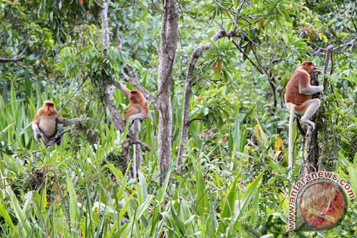 Batola Miliki Tiga Kawasan Pengelolaan Hutan Konservasi